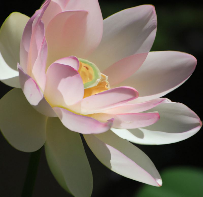 De betekenis van de lotusbloem